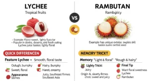 difference between lychee and rambutan