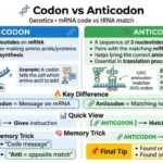 difference between codon and anticodon