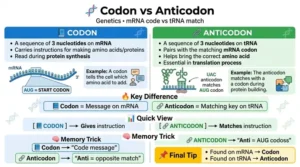difference between codon and anticodon